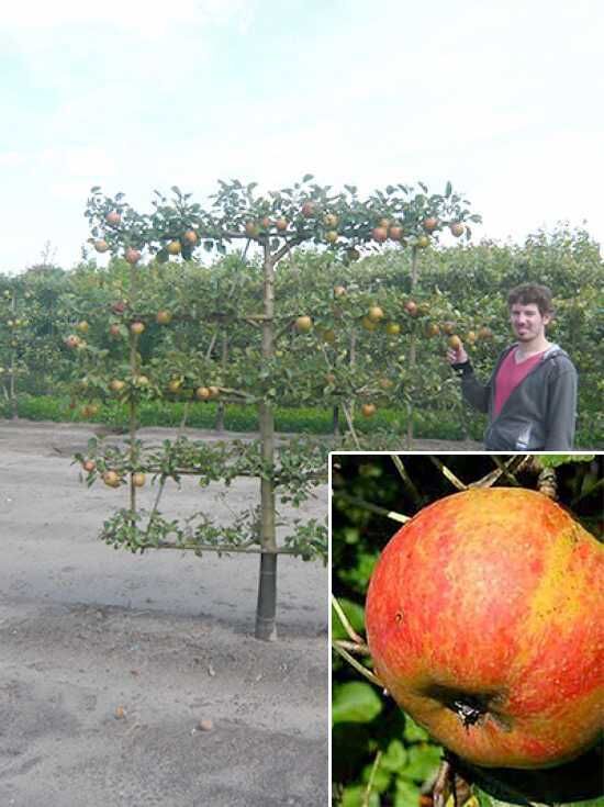 Apfel Roter Boskoop 'Boden-Spalier' H:160 B:160 T:20 (Stamm 50 cm) / Malus  domestica 'Roter Boskoop'