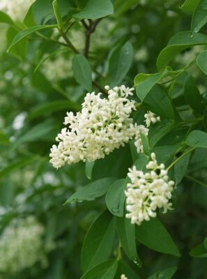 Gemeiner Liguster / Gewhnlicher Liguster - Ligustrum vulgare - Baumschule  NewGarden