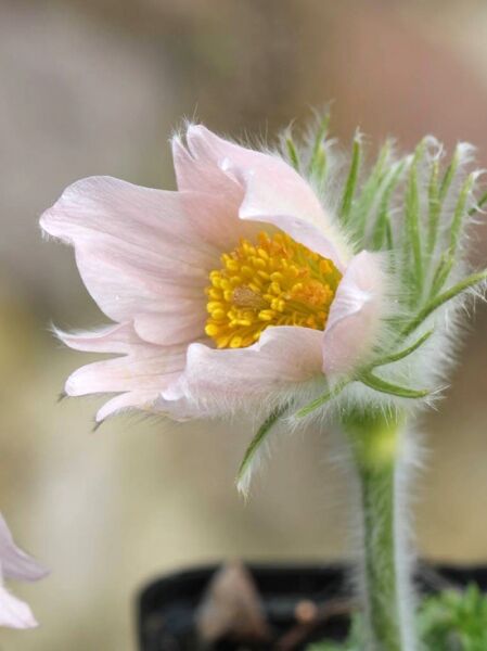 Küchenschelle Pulsatilla vulgaris 'Perlen Glocke' mit zart rosa Blüte und gelber Mitte, behaarter Stiel und Knospe sichtbar
