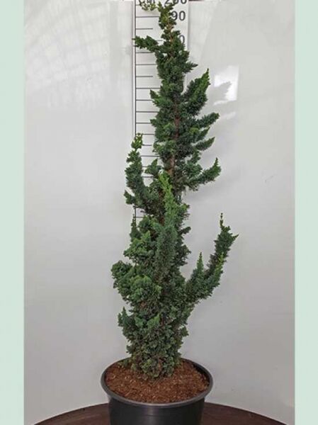 Scheinzypresse Chamaecyparis lawsoniana 'Wissel's Saguaro', 150–175 cm, C25, im Topf mit aufrechtem, gedrehtem Wuchs