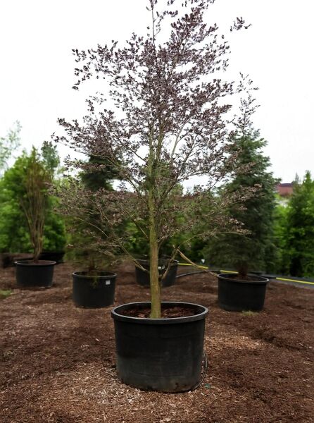 Dreifarbige Rot-Buche (Fagus sylvatica 'Tricolor') im Container C200, ca. 400–450 cm, mit aufrechtem Stamm und verzweigter Krone.