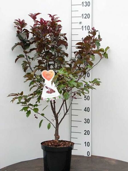 Zierapfel 'Liset' / Zierapfel 'Liset'