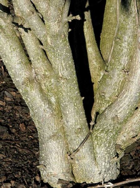 Garten-Eibisch 'Minfren' / Garten-Eibisch 'Minfren'