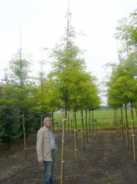 Gold-Gleditschie (Gleditsia triacanthos 'Sunburst') Hochstamm 16-18 StU mit Drahtballen, Baum in Baumschule angebunden