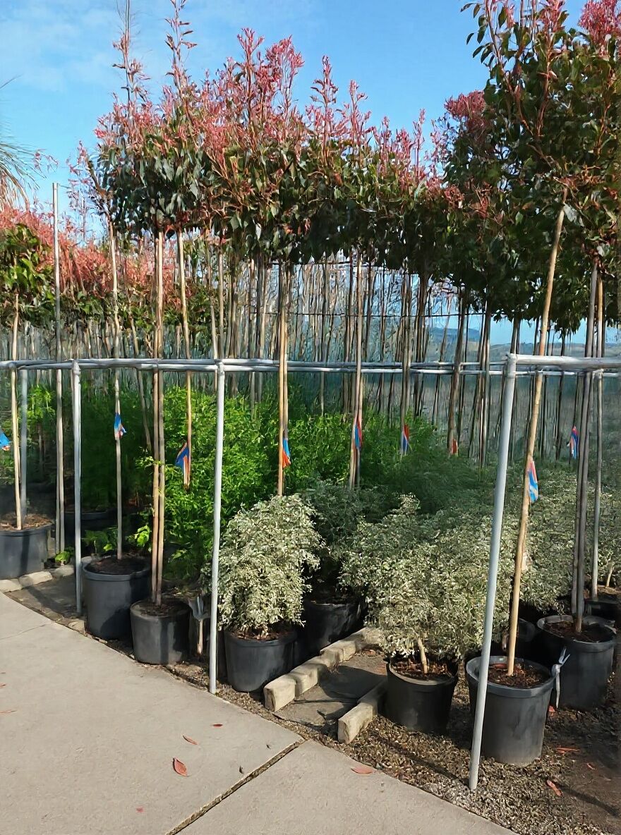 Glanzmispel 'Red Robin' (Hochstamm / Stmmchen) - Photinia fraseri 'Red  Robin'