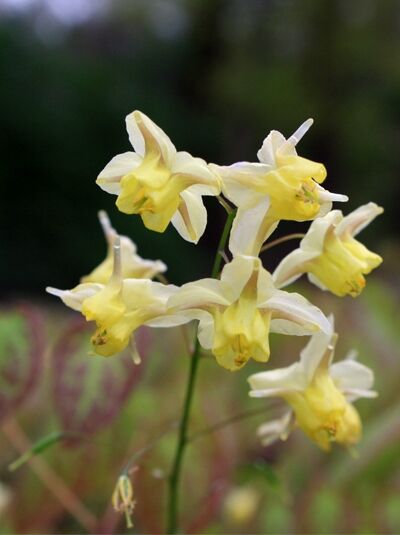 Garten-Elfenblume 'Sulphureum' - Epimedium versicolor 'Sulphureum'