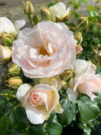 Rosa 'Sirius'® ADR-Rose (Beetrose 'Sirius'® ADR-Rose) mit hellrosa Blüten und Knospen, mit Wassertropfen auf den Blüten.