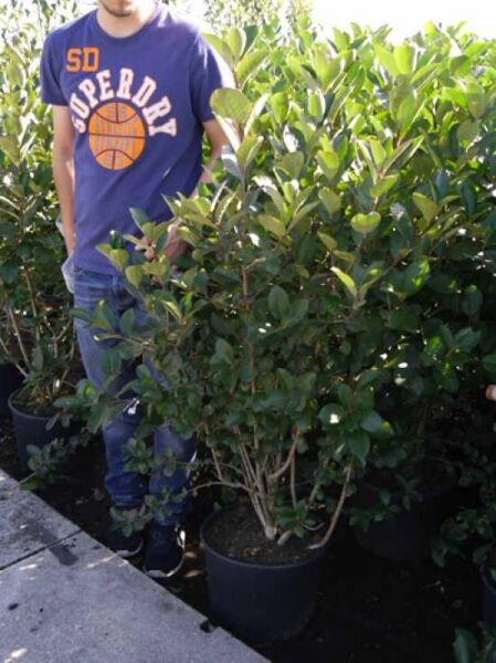 Apfelbeere (Aronia prunifolia) 'Viking', Strauch im schwarzen C20-Topf, ca. 100–125 cm, mit grünem Laub.