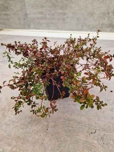Thymus serpyllum (Sand-Thymian) P9, kriechende Pflanze im Topf mit verzweigten Trieben und kleinen grünen Blättern