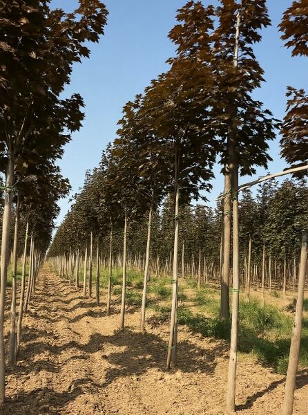 Blut-Ahorn (Acer platanoides 'Crimson King') Hochstamm 8-10 StU mit Ballen, mit dunkelrotem Laub in Baumschulreihe