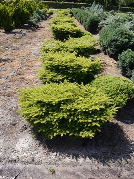 Breitwachsende Zwerg-Korea-Tanne 'Fliegende Untertasse' / Abies koreana 'Fliegende Untertasse'