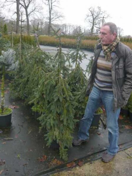 Picea abies 'Inversa' / Hänge-Fichte 'Inversa', 125-150 cm, im Container C25, überhängender Wuchs mit herabhängenden Zweigen.