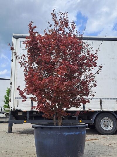 Roter Fächer-Ahorn 175-200 cm Schirmform / Acer palmatum &#039;Brand&#039;s Dwarf&#039; (874448)