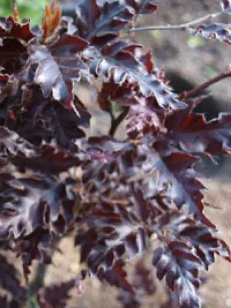 Rot-Buche 'Rohanii' / Fagus sylvatica 'Rohanii'