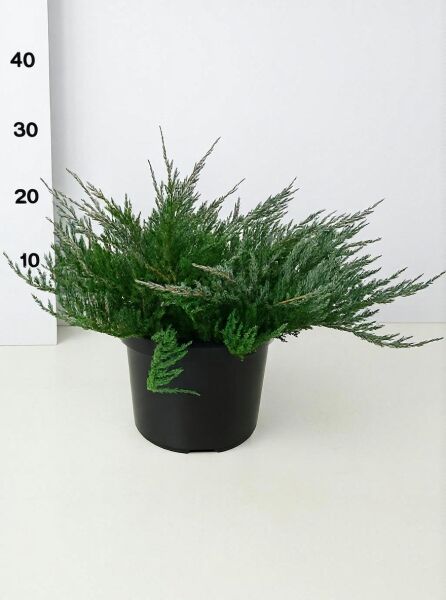 Juniperus horizontalis 'Blue Chip' / Blauer Kriech-Wacholder, buschig wachsend im Topf, 40–50 cm breit, C10