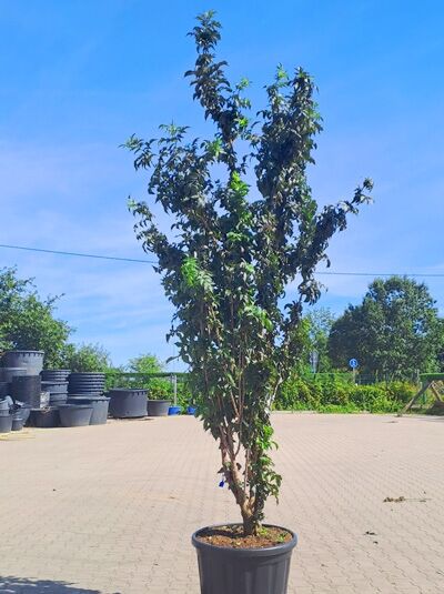 Schwarzer Säulenholunder 'Black Tower ®' 300-350 cm mehrstämmig / Sambucus nigra 'Black Tower ®' (1577193)