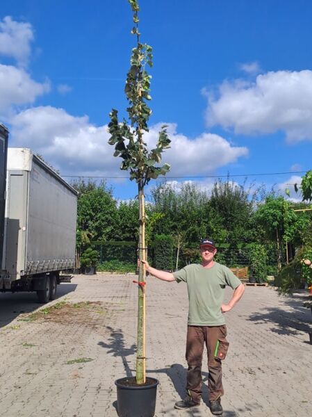 Silber-Linde 'Brabant' / Tilia tomentosa 'Brabant'