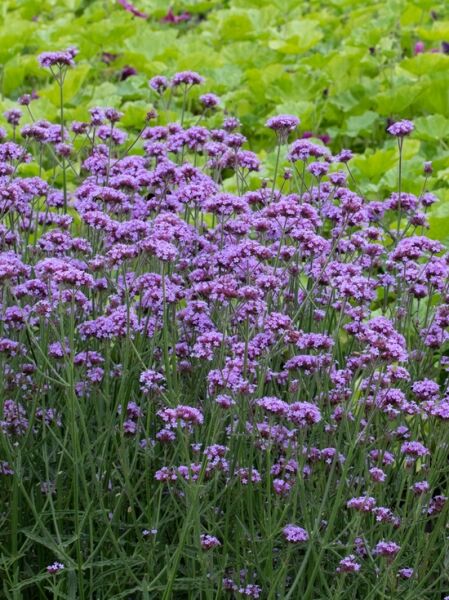 Kleines Patagonisches Eisenkraut 'Royal Dreams' / Verbena bonariensis 'Royal Dreams'