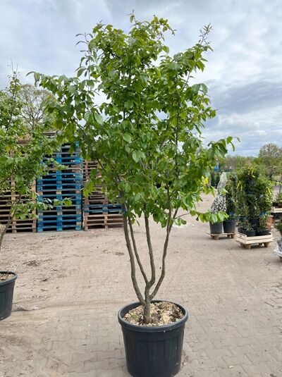 Eisenholzbaum 'Bella' merhstämmig / Parrotia persica 'Bella' Schirmform 200-250 cm (876207)