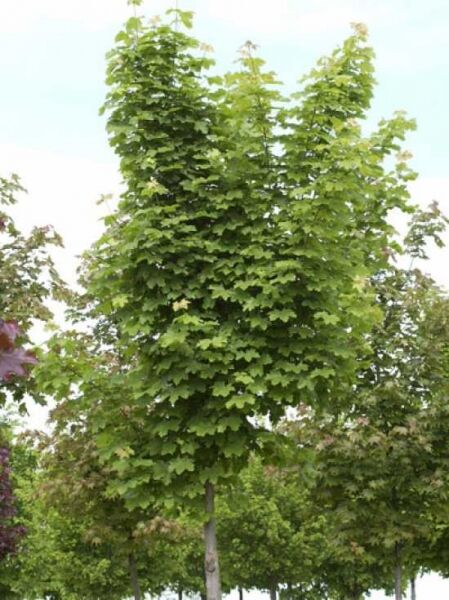 Spitz-Ahorn 'Farlake's Green' / Acer platanoides 'Farlake's Green'