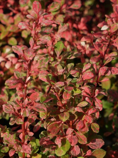 Thunberg-Berberitze ‘Natasza’® (Berberis thunbergii ‘Natasza’®) mit rotgrün panaschierten, ovalen Blättern an aufrechten Trieben.