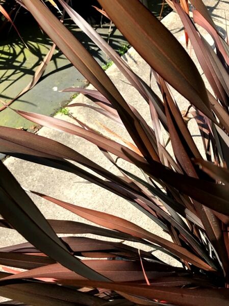Phormium 'Platt's Black' / Phormium tenax 'Platt's Black' / Neuseeländer-Flachs 'Platt's Black' / Neuseelandflachs 'Platt's Black' / Neuseeländischer Flachs 'Platt's Black'