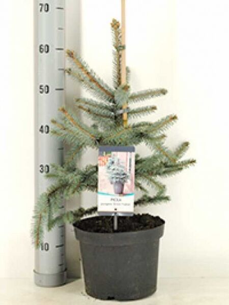 Picea pungens 'Erich Frahm' / Stech-Fichte 'Erich Frahm' 50-60 cm C12 im Topf, mit blaugrünen Nadeln und aufrechtem Wuchs.