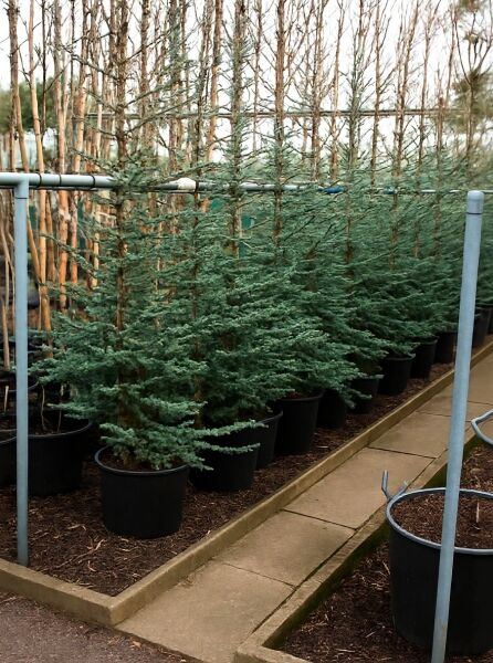 Blaue Libanon-Zeder (Cedrus libani 'Glauca') 175–200 cm C50 im Pflanzcontainer, blaugrüne Nadeln, aufrecht wachsendes Gehölz.