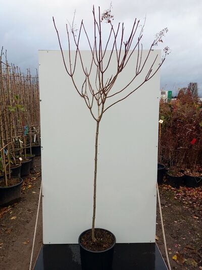 Rispen-Hortensie Hydrangea paniculata 'Grandiflora ®' 100 cm Stamm C20, Solitär als Hochstamm mit kahlen Trieben im Topf