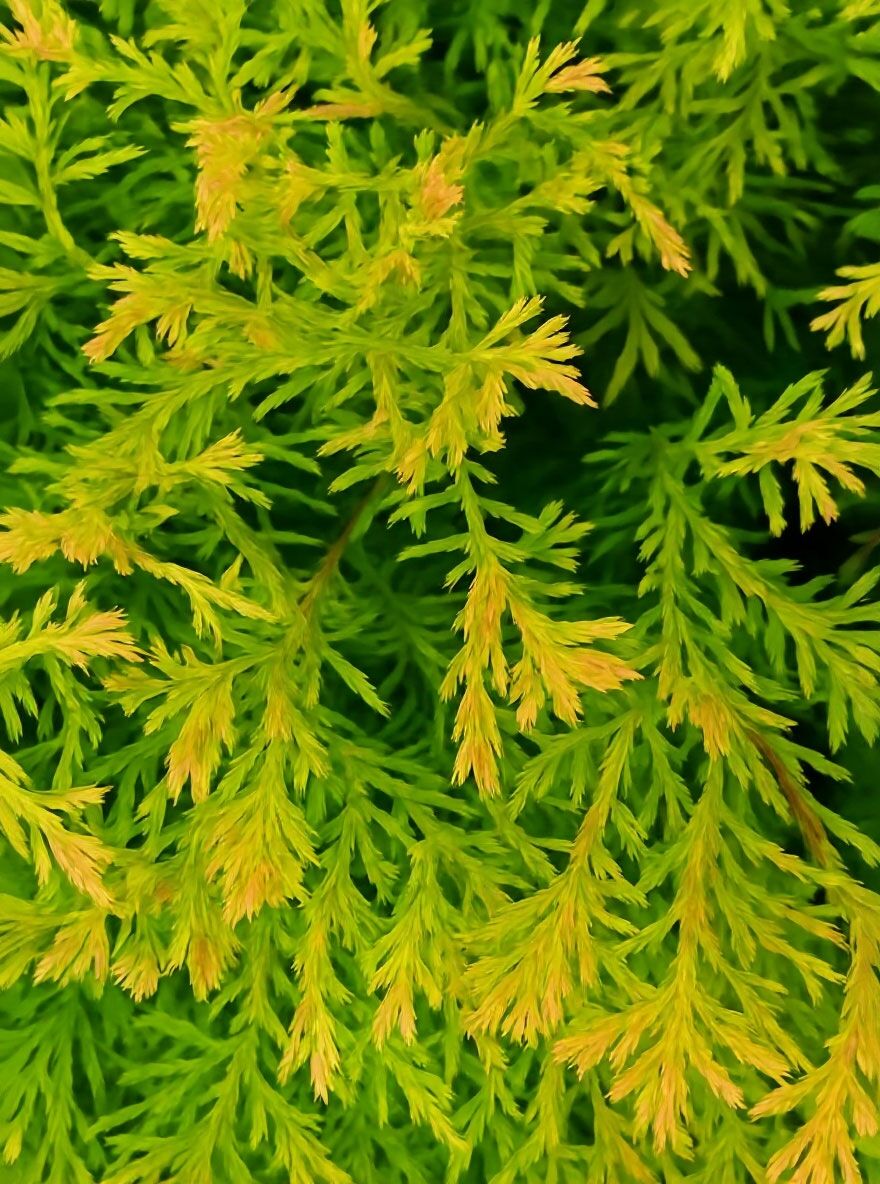 Lebensbaum 'Rheingold' - Thuja occidentalis 'Rheingold' - Baumschule  NewGarden