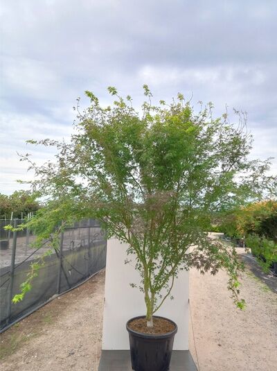 Japanischer Ahorn Acer palmatum 'Seiryu', 250–300 cm, im Topf C110, mehrstämmig mit feinem, grünem Laub.