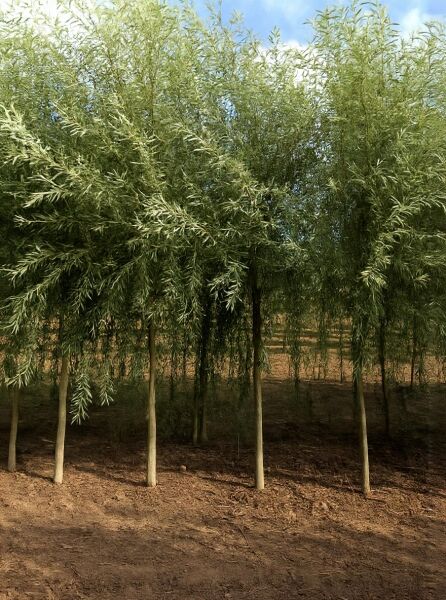 Salix alba 'Sericea' / Seiden-Silber-Weide, Hochstamm mit schlanken Stämmen und silbrig-grünen, schmalen Blättern