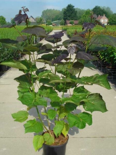 Catalpa erubescens 'Purpurea' (Blut-Trompetenbaum) 100-125 cm C12 im Topf, aufrechter Wuchs, große herzförmige Blätter, teils purpurgrün