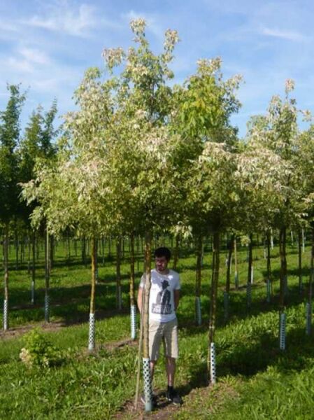 Flamingo-Ahorn (Acer negundo 'Flamingo') Hochstamm 18-20 StU, variegiertes grün-weißes Laub, Baum mit Stamm und Krone.