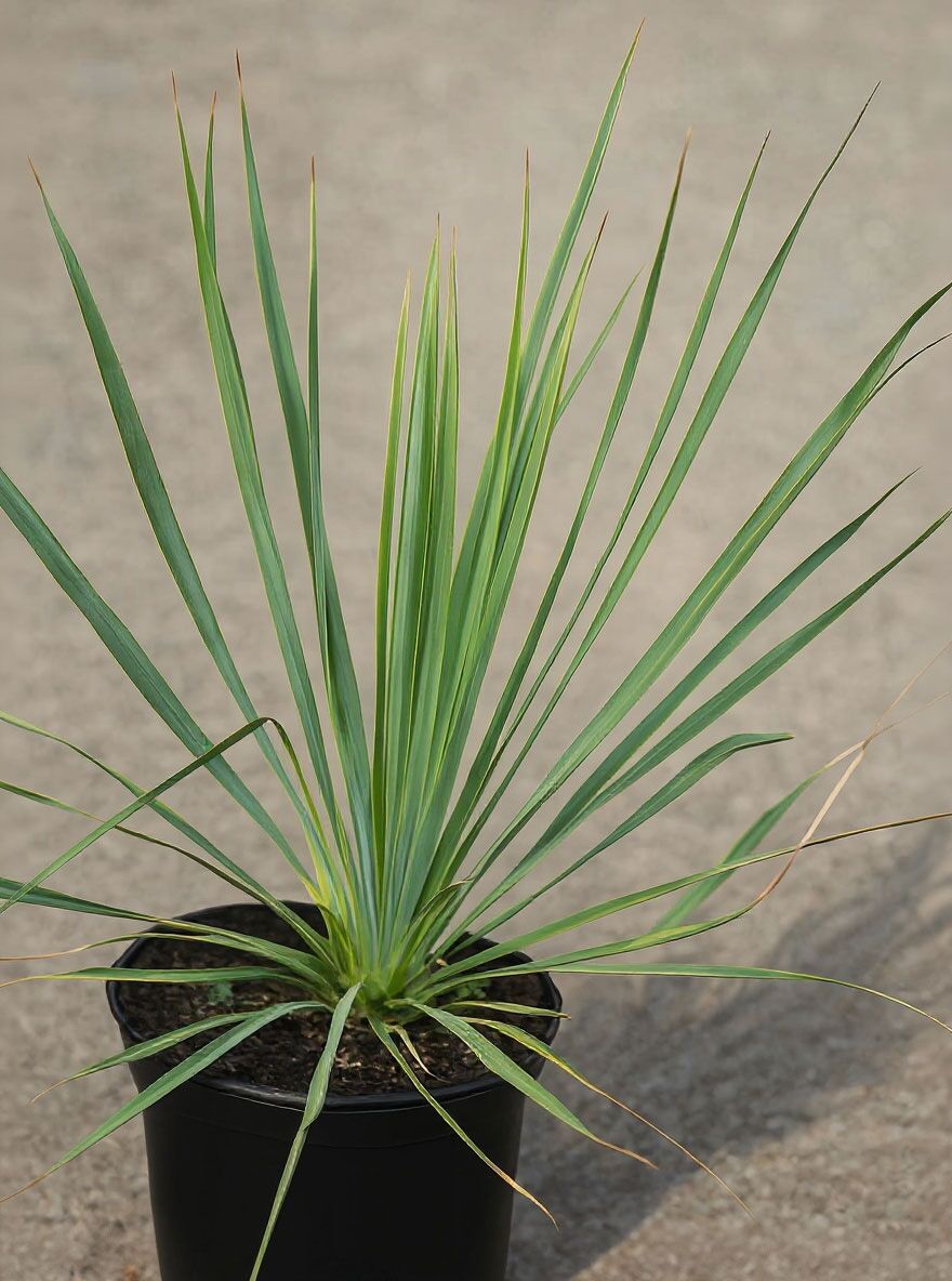 Palmlilie 'Sapphire Skies' - Yucca rostrata 'Sapphire Skies' - Baumschule  NewGarden