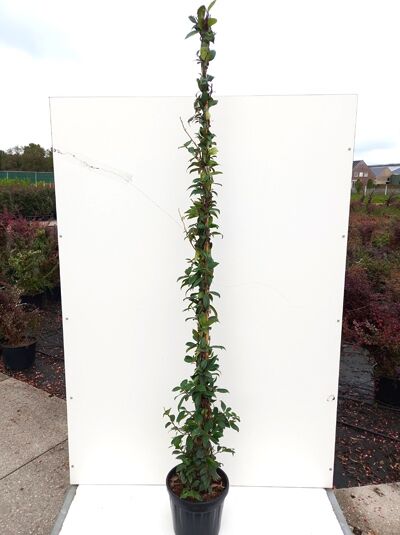 Trachelospermum jasminoides (Sternjasmin) 175-200 cm C5, aufgebundene Kletterpflanze im Topf mit grünem Blattwerk