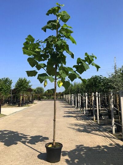 Paulownia fortunei 'Fast Blue' (Blauglockenbaum) Hochstamm im Container, gerader Stamm mit grünen Blättern und Krone.