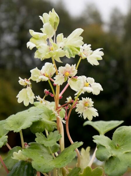 Saxifraga cortusifolia 'Gelbes Monster' / Herbst-Steinbrech