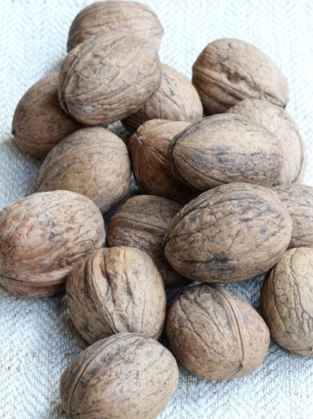 Edelnuss ‘Chandler’ / Juglans regia ’Chandler&#039;