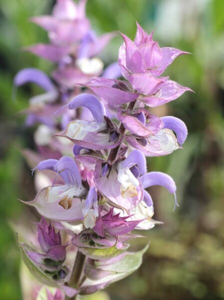 Muskateller Salbei / Salvia sclarea var. turkestanica