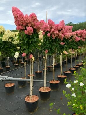 terradomi dünger anwendung All-in-One Dünger. Der Universal Blattdünger für die Anwendung im  Außenbereich. Der TerraDomi Blattdüngerdünger eignet sich hervorragend für  Grünpflanzen, Rasen, Obst und Gemüse. – TerraDomi Onlineshop main image 0