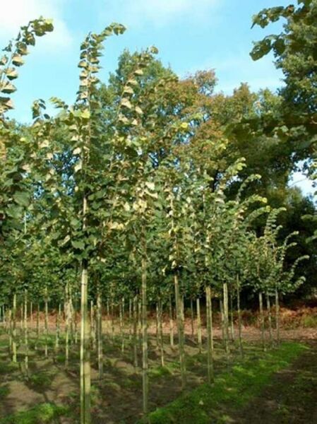 Tilia tomentosa 'Brabant' / Silber-Linde 'Brabant'