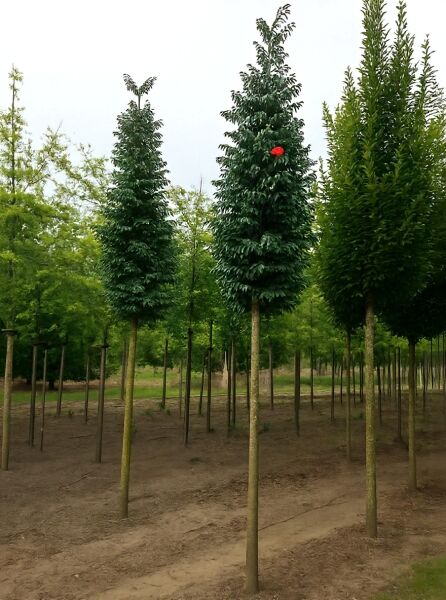 Sorbus aucuparia 'Fastigiata' (Säulen-Eberesche) Hochstamm 18-20 StU, mit dichtem, säulenförmigem Kronenaufbau und grünem Laub.
