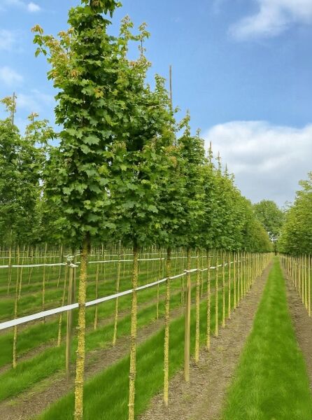 Acer campestre 'Lienco' (Feldahorn 'Lienco') Hochstamm 12-14 StU, Baumreihe mit aufrechtem Stamm und grüner Krone