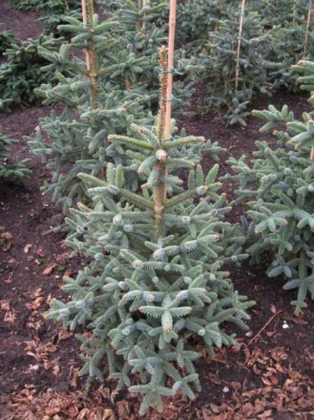 Spanische Tanne 'Glauca' / Spanische Tanne 'Glauca'