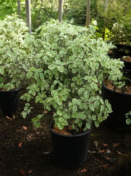 Pittosporum tenuifolium 'Silver Ball' / Schmalblättriger Klebsame 'Silver Ball', kompakter Strauch mit panaschierten Blättern, 50-60 cm C10