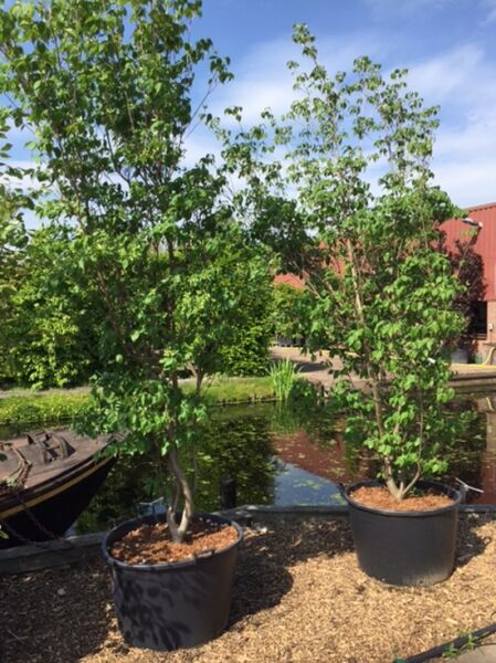 Chinesischer Blumen-Hartriegel Cornus kousa var. chinensis 'China Girl' im Topf, mehrstämmig, 250–300 cm, C110