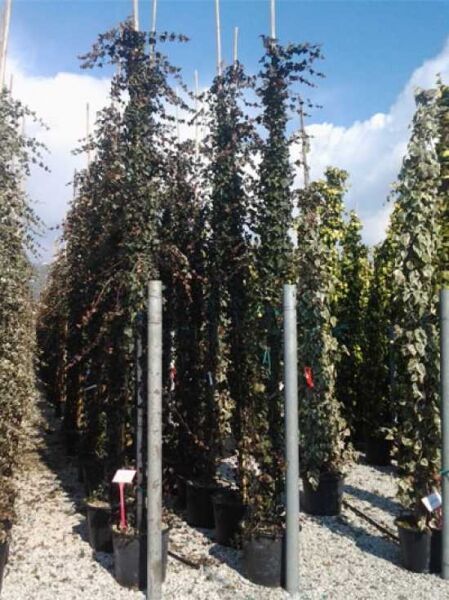 Irischer Efeu (Hedera hibernica / Hedera helix 'Hibernica') 400-500 cm C50, Kletterpflanze im Topf am Stützgerüst aufgestellt.