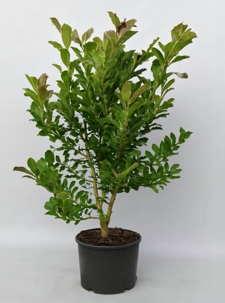 Magnolia loebneri 'Leonard Messel' / Rosa Stern-Magnolie 'Leonard Messel', 100-125 cm, C25, grünes Laub im Topf