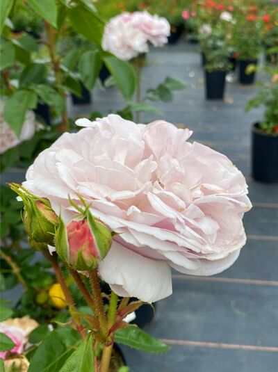 Rosa 'Herkules'® / Strauchrose 'Herkules'® mit gefüllter, zartrosa Blüte und Knospe am Trieb.